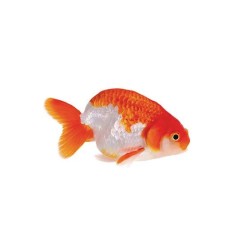 Ранчу (Ranchu Goldfish) Ранчу (Ranchu Goldfish)