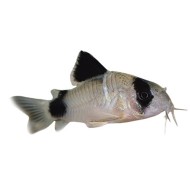 Коридорас панда (Corydoras panda) Коридорас панда (Corydoras panda)