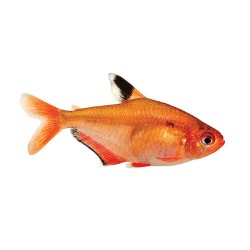 Серпас (Hyphessobrycon eques)  Серпас (Hyphessobrycon eques)