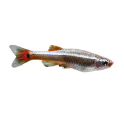 Кардинал (Tanichthys albonubes) Кардинал (Tanichthys albonubes)