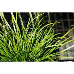 Аир злаковый карликовый (Acorus gramineus var. pusillus) Аир злаковый карликовый (Acorus gramineus var. pusillus)
