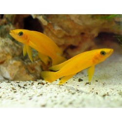Лампрологус апельсиновый или Лимонная цихлида (Neolamprologus leleupi) Лампрологус апельсиновый или Лимонная цихлида (Neolamprologus leleupi)