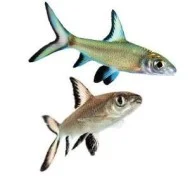 Акулий балу (Balantiocheilos melanopterus) 