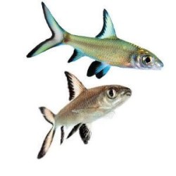 Акулий балу (Balantiocheilos melanopterus)  Акулий балу (Balantiocheilos melanopterus)