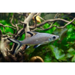 Акулий балу (Balantiocheilos melanopterus)  Акулий балу (Balantiocheilos melanopterus)
