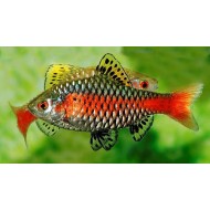 Алый барбус (Pethia padamya)