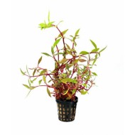 Alternanthera lilacina