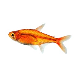 Тетра Аманда (Hyphessobrycon amandae)  Тетра Аманда (Hyphessobrycon amandae)