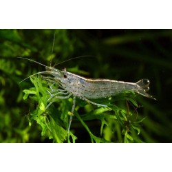 Креветка Амано (Caridina multidentata)  Креветка Амано (Caridina multidentata)