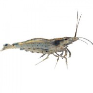 Креветка Амано (Caridina multidentata)  Креветка Амано (Caridina multidentata)