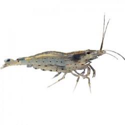 Креветка Амано (Caridina multidentata)  Креветка Амано (Caridina multidentata)
