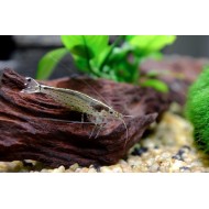 Amano shrimp (Caridina multidentata) 