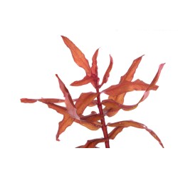 Аммания изящная (Ammannia gracilis) Аммания изящная (Ammannia gracilis)