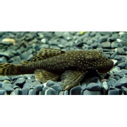 Анциструс обыкновенный (Ancistrus dolichopterus) Анциструс обыкновенный (Ancistrus dolichopterus)