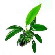 Анубиас Чили (Anubias Chilli)