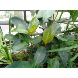 Анубиас Гигантский (Anubias gigantea) Анубиас Гигантский (Anubias gigantea)
