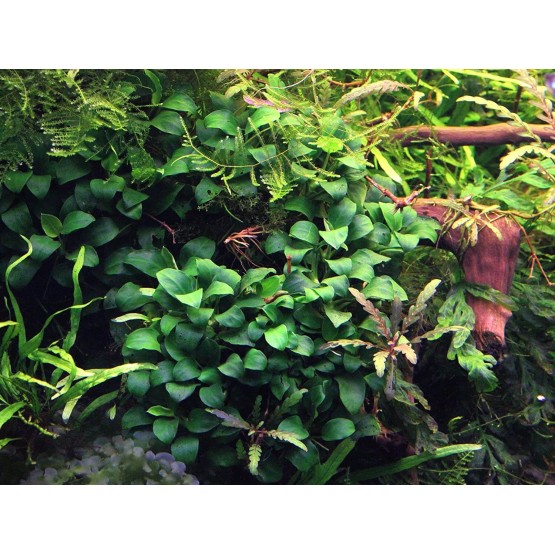 Анубиас Бартера карликовый "Bonsai" (Anubias barteri var. bonsai)