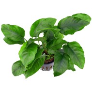 Анубиас бартери полосатый (Anubias barteri striped) Анубиас бартери полосатый (Anubias barteri striped)