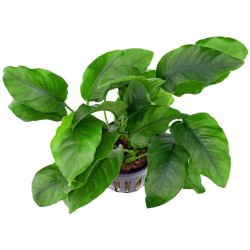 Анубиас бартери полосатый (Anubias barteri striped) Анубиас бартери полосатый (Anubias barteri striped)