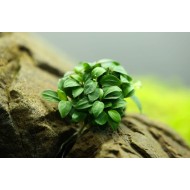 Анубиас Чили (Anubias Chilli)