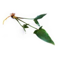 Анубиас Гигантский (Anubias gigantea) Анубиас Гигантский (Anubias gigantea)