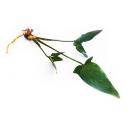 Анубиас Гигантский (Anubias gigantea) Анубиас Гигантский (Anubias gigantea)