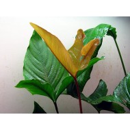 Анубиас Гигантский (Anubias gigantea)