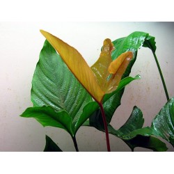 Anubias Gigantea