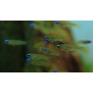 Аплохейлихтис Нормана, синеглазка (Aplocheilichthys normani)