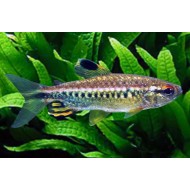 Конго жёлтый , или Арнольдихт (Arnoldichthys spilopterus)