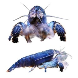 Африканский габонский фильтратор (Atya gabonensis) Африканский габонский фильтратор (Atya gabonensis)