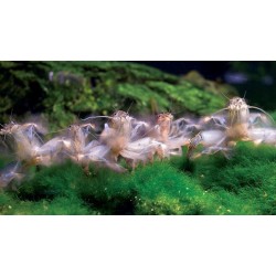 Африканский габонский фильтратор (Atya gabonensis) Африканский габонский фильтратор (Atya gabonensis)
