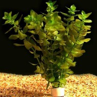 Бакопа каролинская (Bacopa caroliniana) Бакопа каролинская (Bacopa caroliniana)