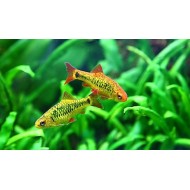 Барбус шуберта (Puntius semifasciolatus) 