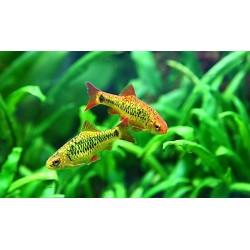 Барбус шуберта (Puntius semifasciolatus)  Барбус шуберта (Puntius semifasciolatus)