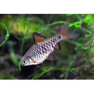Барбус-олиголепис или Клетчатый Барбус (Oliotius oligolepis)