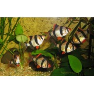 Барбус суматранский (Puntius tetrazona) 