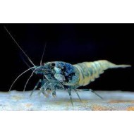 Креветка Голубой Язык (Caridina cf. cantonensis "Blue bolt") Креветка Голубой Язык (Caridina cf. cantonensis "Blue bolt")