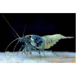 Креветка Голубой Язык (Caridina cf. cantonensis "Blue bolt") Креветка Голубой Язык (Caridina cf. cantonensis "Blue bolt")