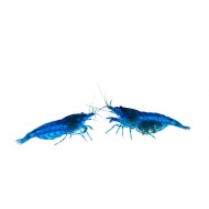 Креветка синий вельвет (Neocaridina Blue Velvet) Креветка синий вельвет (Neocaridina Blue Velvet)