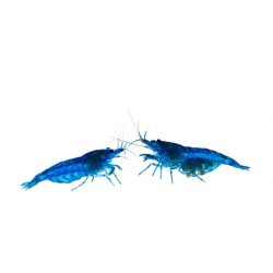 Креветка синий вельвет (Neocaridina Blue Velvet) Креветка синий вельвет (Neocaridina Blue Velvet)