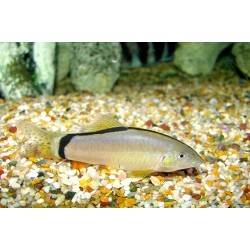 Боция Морлета (Yasuhikotakia morleti) Боция Морлета (Yasuhikotakia morleti)
