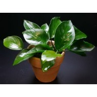 Анубиас Бартера широколистный (Anubias barteri var. barteri ‘Broad Leaf’)