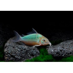 Коридорас зеленый или брохис изумрудный (Corydoras splendens) Коридорас зеленый или брохис изумрудный (Corydoras splendens)
