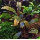 Буцефаландра Шайн Блю (Bucephalandra sp. Shine Blue) 