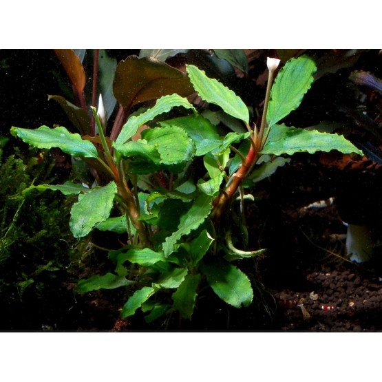 Буцефаландра Шайн Грин (bucephalandra sp. shine green) 