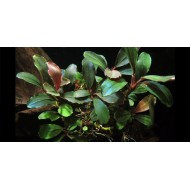 Буцефаландра sp. Brownie Helena