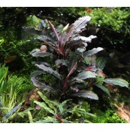 Буцефаландра sp. «Lamandau Purple»