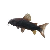 Коридорас венесуэла блэк (Corydoras sp. «Black Venezuela»)  Коридорас венесуэла блэк (Corydoras sp. «Black Venezuela»)