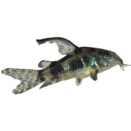 Коридорас крапчатый обычный, альбинос (Corydoras paleatus) Коридорас крапчатый обычный, альбинос (Corydoras paleatus)